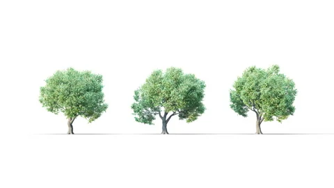Summer trees swaying in the strong wind. Vidéo 315507386