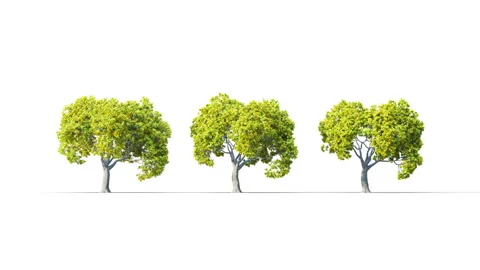 Summer trees swaying in the strong wind. Stock Footage 322045435