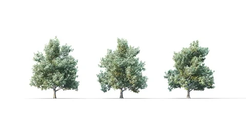 Summer trees swaying in the strong wind. Stockbeeldmateriaal 322045439
