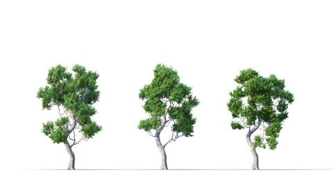 Summer trees swaying in the strong wind. Stock Footage 323914288