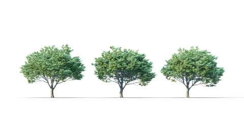 Summer trees swaying in the strong wind. Stock Footage 325186048
