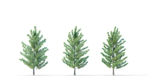 Summer trees swaying in the strong wind. Stock Footage 325186395