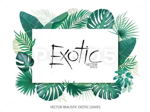 Summer tropical background with exotic palm leaves and plants. Banner template Stock Illustration