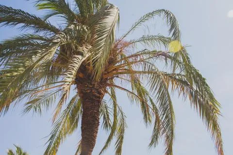 Summer tropical background Foto stock
