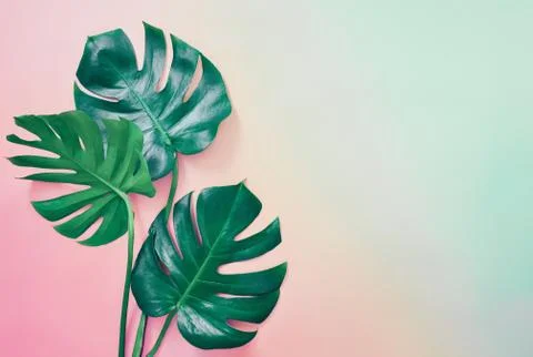 Summer tropical background Stock Photos