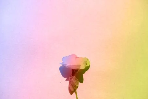 Summer Tropical Composition. Flowers With Gradient Holographic Colors On Grad Stock Photos