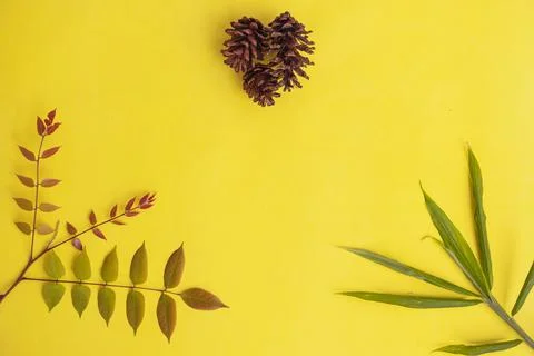 Summer tropical composition. Flowers pine cones and colored leaves on a yello Stock Photos