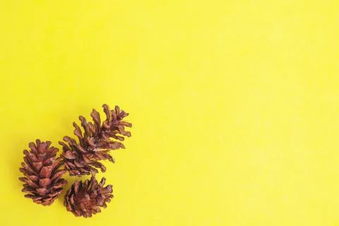 Summer tropical composition. pine cone flower on a yellow paper background. S Stock Photos
