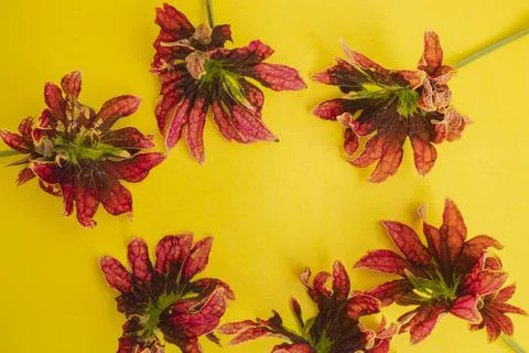 Summer Tropical Composition. Red Leaf On Yellow Paper Background. Summer Conc Stock Photos