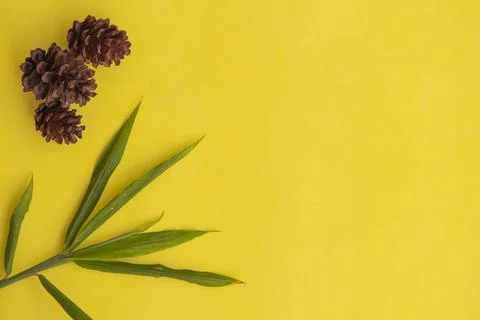 Summer tropical composition. Spruce fruit and green leaves on a Yellow paper  Stock Photos