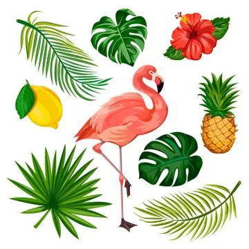 Summer tropical design elements set, isolated. Vector cartoon illustration of 스톡 일러스트