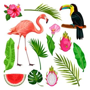 Summer tropical design elements on white background. Vector illustration of t 스톡 일러스트