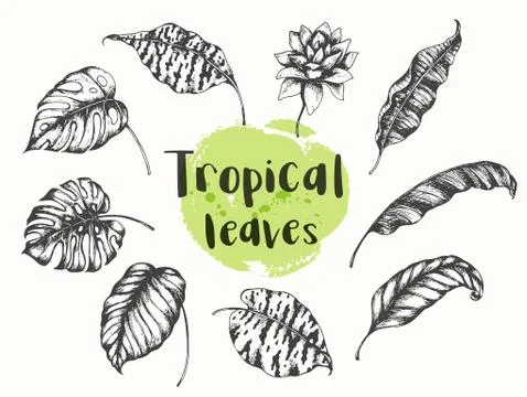 Summer tropical floral design elements. Stockillustratie