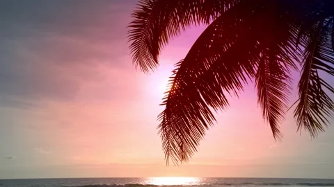 Summer tropical gradient of Coconut palm trees leaves frame colorful pastel colo Stock Footage 158824779