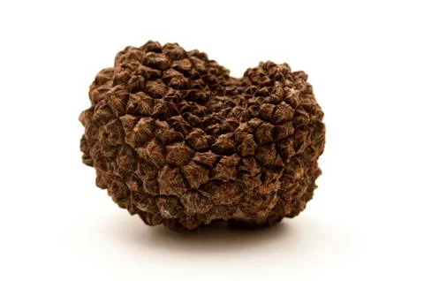 Summer truffle Stock Photos