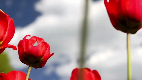 Summer Tulips Closeup Over the Blue Sky Background Stock Footage 132909546