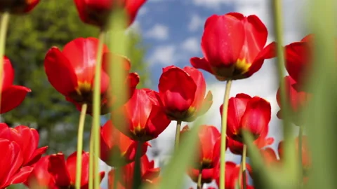 Summer Tulips Over the Blue Sky Background Stock Footage 132909916