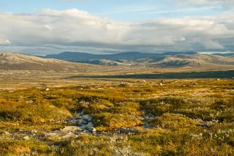 Summer tundra Stock Photos