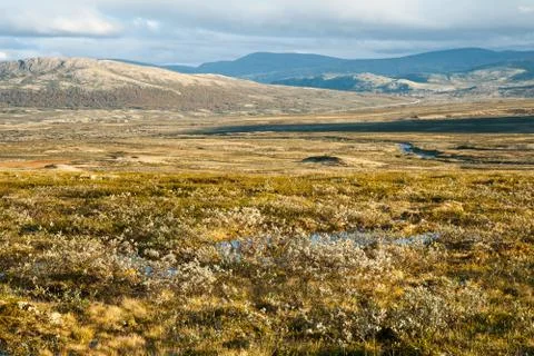 Summer tundra Stock Photos