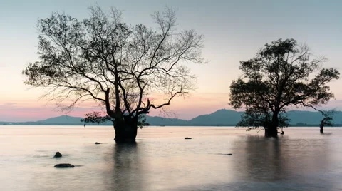 Summer twilight sunset beach tree panorama 4k time lapse phuket island thailand Stockbeeldmateriaal 66544142