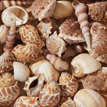 Summer vacation background with brown shells of different shapes Stock Photos