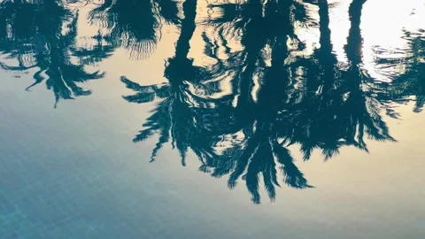 Summer vacation background with palm tree reflections on calm swimming pool w 库存影片 316564943