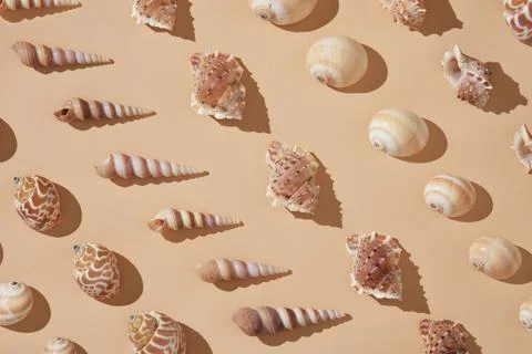 Summer vacation background with seashells of different shapes and textures ar Stock Photos