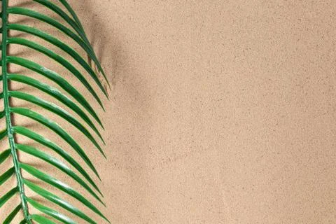 Summer vacation concept. Green palm leaves on sand background with a copy of  Stock Photos