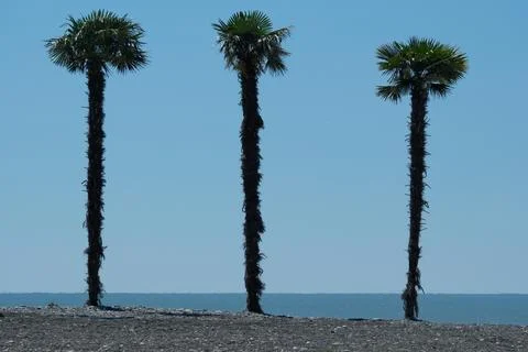Summer Vacation Concept: Three Palms on the Coastline Stock Photos