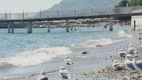 Summer vacation scene in a warm climate, capturing the interaction between m Vídeos de archivo 320215977