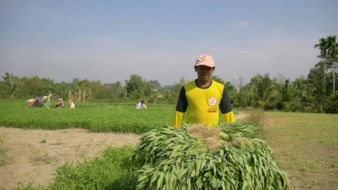Summer Vegetable Farmer Stock Footage 200800901