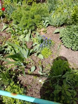 Summer Vegetable Garden Stock Photos
