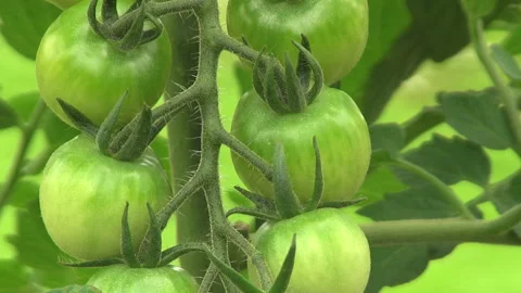 Summer Vegetable Home Garden Stock-Footage 327440628