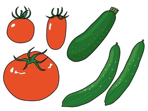 Summer vegetable illustration set of tomatoes, zucchini and cucumbers. Stock Illustration