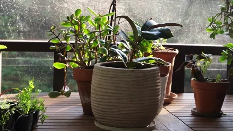 On the summer veranda on the table with various plants in ceramic pots Stock Footage 277525877