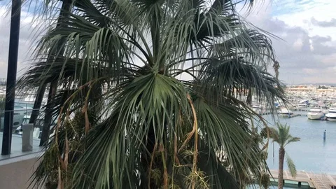 Summer view between palm trees of the Marina, Vilamour Portugal Stock Footage 98413622