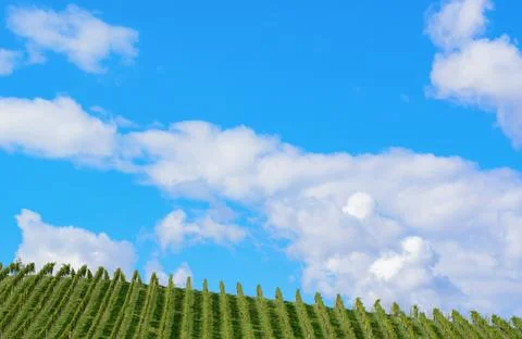 Summer view of blue sky with clouds and vineyard in the distance Stock Photos
