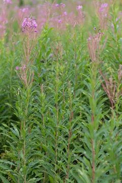 Summer view of a Carpathian meadow filled with blooming fireweed in the ecolo Foto stock