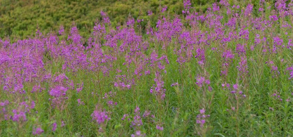 Summer view of a Carpathian meadow filled with blooming fireweed in the ecolo Stock Photos
