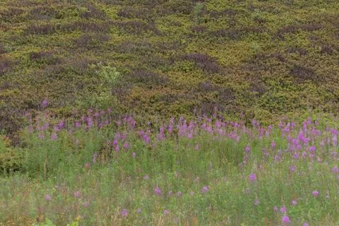 Summer view of a Carpathian meadow filled with blooming fireweed in the ecolo Stock Photos