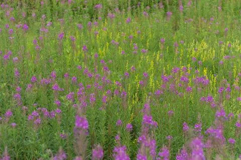 Summer view of a Carpathian meadow filled with blooming fireweed in the ecolo Stock Photos