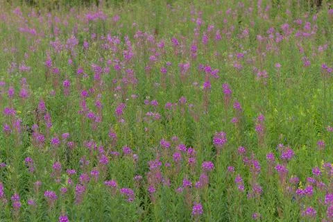 Summer view of a Carpathian meadow filled with blooming fireweed in the ecolo Fotos Stock