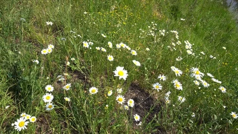 Summer View Chamomile And Bees 4K Stock Footage 91359705