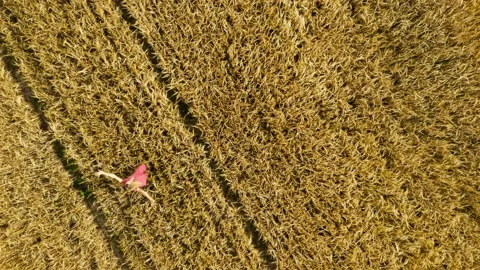 Summer view from Drone upright in a barley field with blonde girl walk Stock Footage 135745686