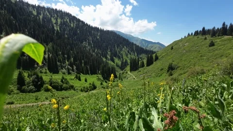 Summer view of high mountains with green meadows. Stockbeeldmateriaal 229652104