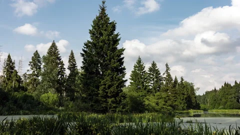 Summer view of lake and forest with cloudy sky. Stock Footage 170352463