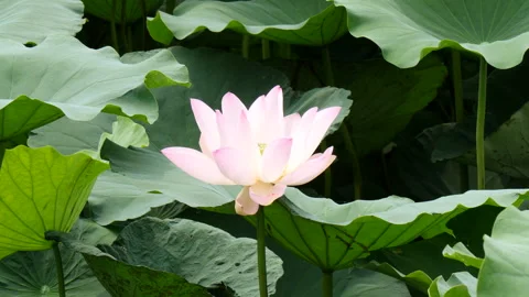 Summer view in Lotus pond with crying of cicadas Stockbeeldmateriaal 162600687