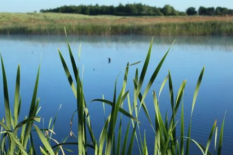 Summer view Stock Photos