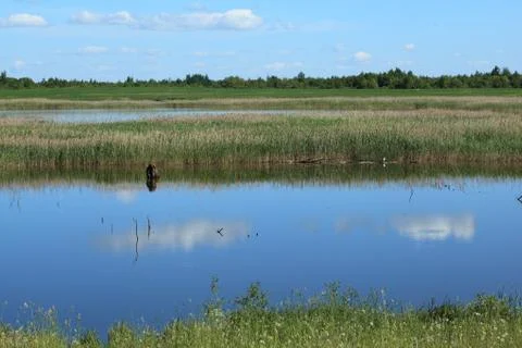 Summer view Stock Photos