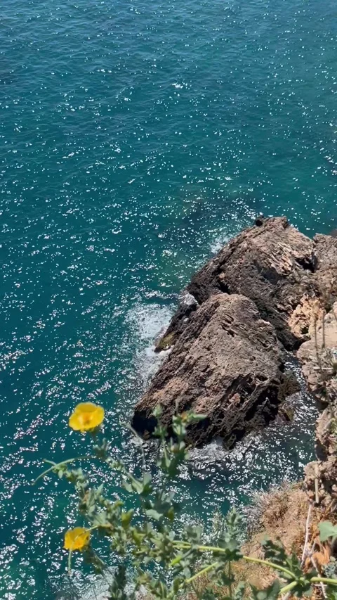 Summer view with rocks in turquoise sea by the coast with flowers Stock Footage 337022887